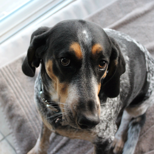 Emilee - Bluetick Coonhound