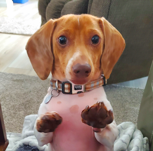 Leeland - Mini Piebald Dachshund
